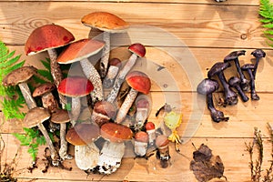 Mushrooms in forest. Card on autumn or summertime. Forest harvest. Boletus, aspen, chanterelles, leaves, buds, berries, Top view