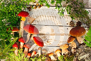 Mushrooms in forest. Card on autumn or summertime. Forest harvest. Boletus, aspen, chanterelles, leaves, buds, berries, Top view