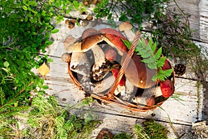 Mushrooms in forest. Card on autumn or summertime. Forest harvest. Boletus, aspen, chanterelles, leaves, buds, berries, Top view