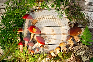 Mushrooms in forest. Card on autumn or summertime. Forest harvest. Boletus, aspen, chanterelles, leaves, buds, berries, Top view