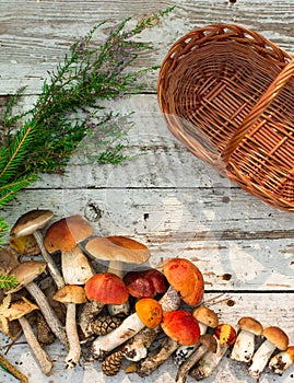 Mushrooms in forest. Card on autumn or summertime. Forest harvest. Boletus, aspen, chanterelles, leaves, buds, berries, Top view