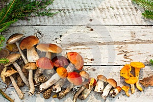 Mushrooms in forest. Card on autumn or summertime. Forest harvest. Boletus, aspen, chanterelles, leaves, buds, berries, Top view