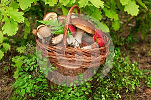 Mushrooms in forest. Card on autumn or summertime. Forest harvest. Boletus, aspen, chanterelles, leaves, buds, berries, Top view