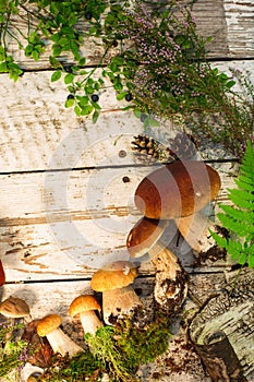 Mushrooms in forest. Card on autumn or summertime. Forest harvest. Boletus, aspen, chanterelles, leaves, buds, berries, Top view