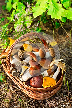 Mushrooms in forest. Card on autumn or summertime. Forest harvest. Boletus, aspen, chanterelles, leaves, buds, berries, Top view