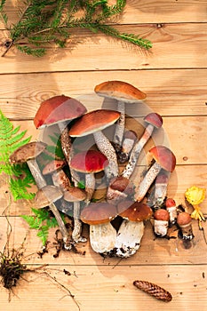 Mushrooms in forest. Card on autumn or summertime. Forest harvest. Boletus, aspen, chanterelles, leaves, buds, berries, Top view