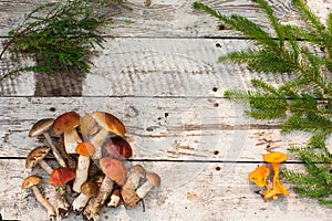 Mushrooms in forest. Card on autumn or summertime. Forest harvest. Boletus, aspen, chanterelles, leaves, buds, berries, Top view