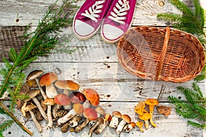 Mushrooms in forest. Card on autumn or summertime. Forest harvest. Boletus, aspen, chanterelles, leaves, buds, berries, Top view