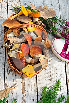 Mushrooms in forest. Card on autumn or summertime. Forest harvest. Boletus, aspen, chanterelles, leaves, buds, berries, Top view