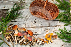 Mushrooms in forest. Card on autumn or summertime. Forest harvest. Boletus, aspen, chanterelles, leaves, buds, berries, Top view