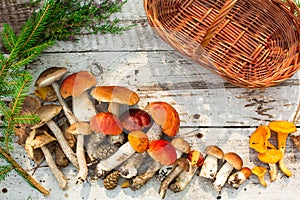 Mushrooms in forest. Card on autumn or summertime. Forest harvest. Boletus, aspen, chanterelles, leaves, buds, berries, Top view