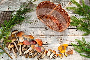 Mushrooms in forest. Card on autumn or summertime. Forest harvest. Boletus, aspen, chanterelles, leaves, buds, berries, Top view