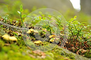 Mushrooms in a forest