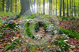 Mushrooms in the forest photo