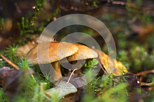 Mushrooms in the forest. many bovine mushrooms