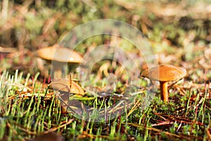 Mushrooms in the forest. many bovine mushrooms