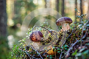 Mushrooms in the forest on the moss