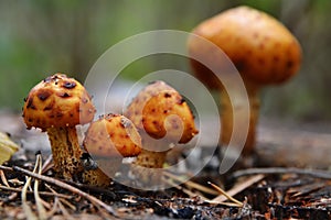 Mushrooms in the forest