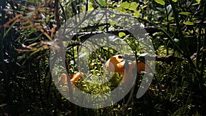 Mushrooms in forest
