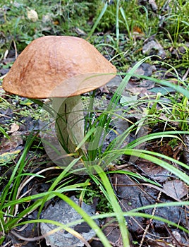 mushrooms in the forest