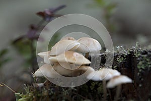 Mushrooms in the forest with other vegetation