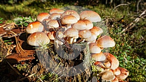 Mushrooms, forest and silence. Forest stump invaders