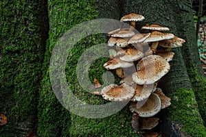 Mushrooms of the forest grow on the trunk photo