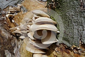 Mushrooms in the forest on a tree trunk