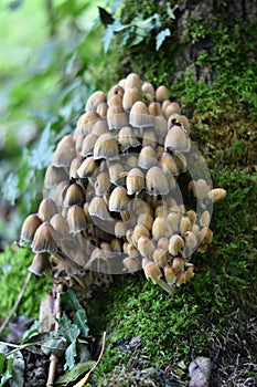 Mushrooms in the forest on a tree trunk covered with moss