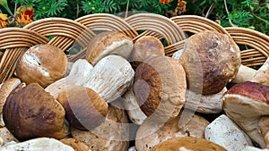 Mushrooms. Full basket with mushrooms close-up. mushroom-kicking