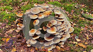 Mushrooms Fungi at a tree stump at the forest at fall.