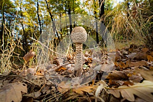Mushrooms, Fungus