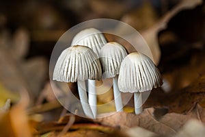 Mushrooms, Fungus