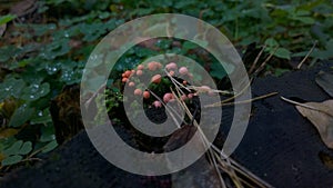 Mushrooms  fungus boletus darner. Makro.mycelium  spawn