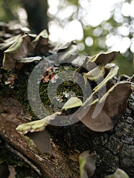 Mushrooms and fungus growing on a fallen tree limb.