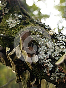 Mushrooms and Fungus on Tree in the Woods