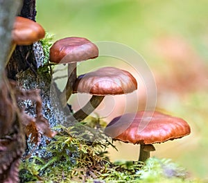 Mushrooms Galerina marginata