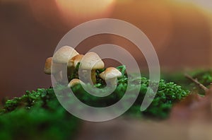 Mushrooms in good light