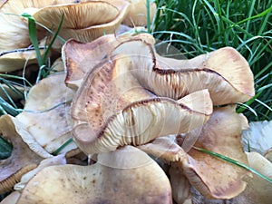 Mushrooms in the grass