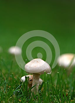 Mushrooms and grass