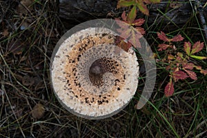 mushrooms in the grass in the autumn forest