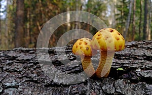 mushrooms in the grass in the autumn forest