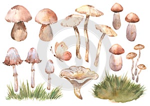 Mushrooms, grass and butterfly watercolor set elements. Template for decorating designs and illustrations