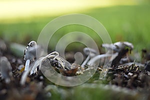 Mushrooms in the grass photo
