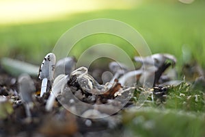 Mushrooms in the grass photo