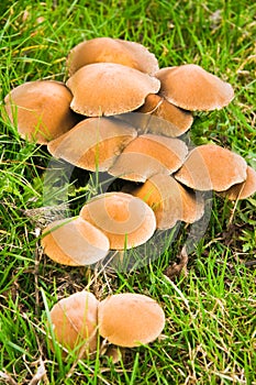 Mushrooms in grass in fall