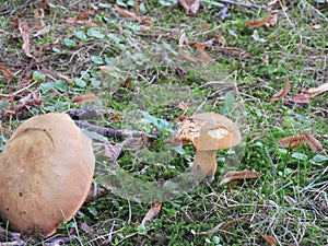Mushrooms among grass on forest floor
