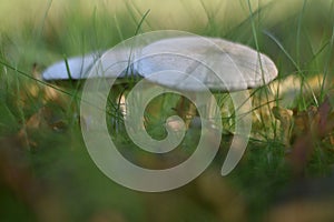 Mushrooms in the grass photo