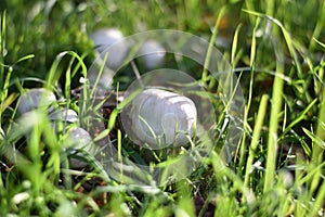 Mushrooms in the grass photo