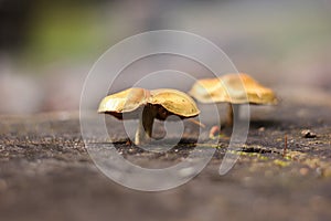 Mushrooms on a gray stump